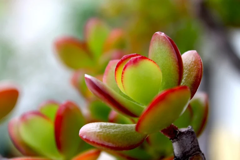 Crassula Perforata