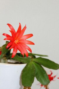 Christmas Cactus