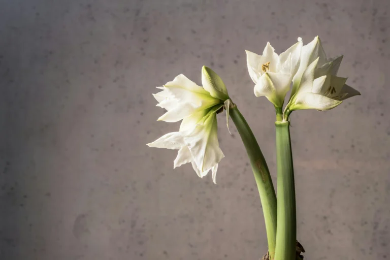 amaryllis bulbs