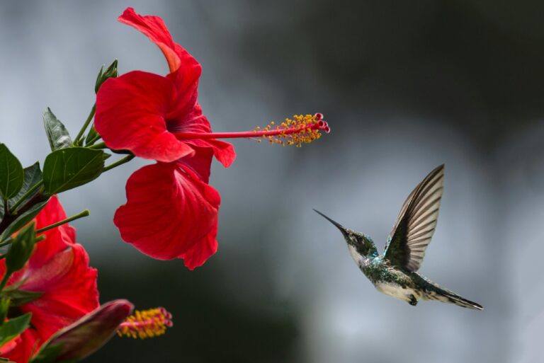 Hawaiian flowers