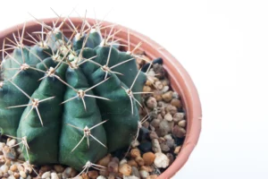 star cactus