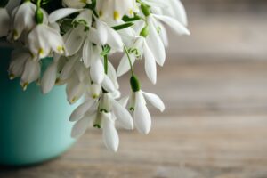 Snowdrops