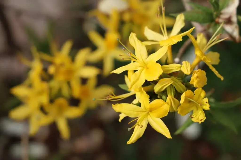 Winter Jasmine