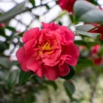 Camellia Japonica