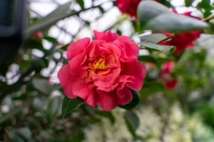 Camellia Japonica