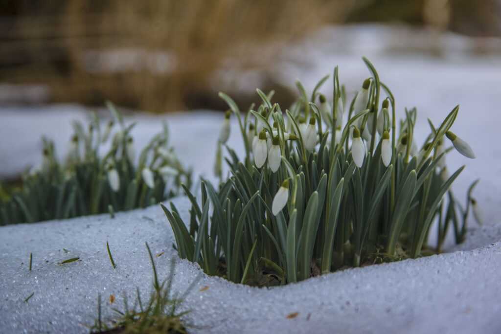 Snowdrops