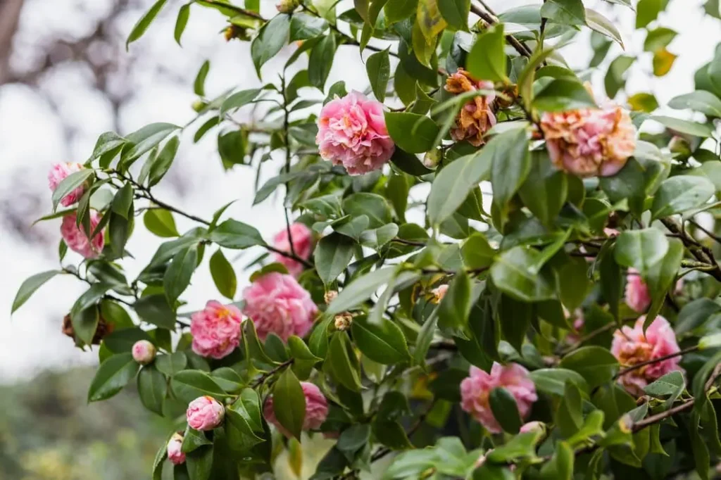 Camellia Japonica