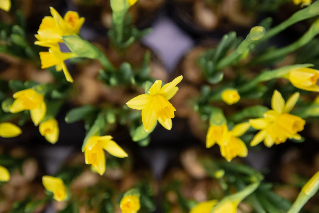 Winter Jasmine