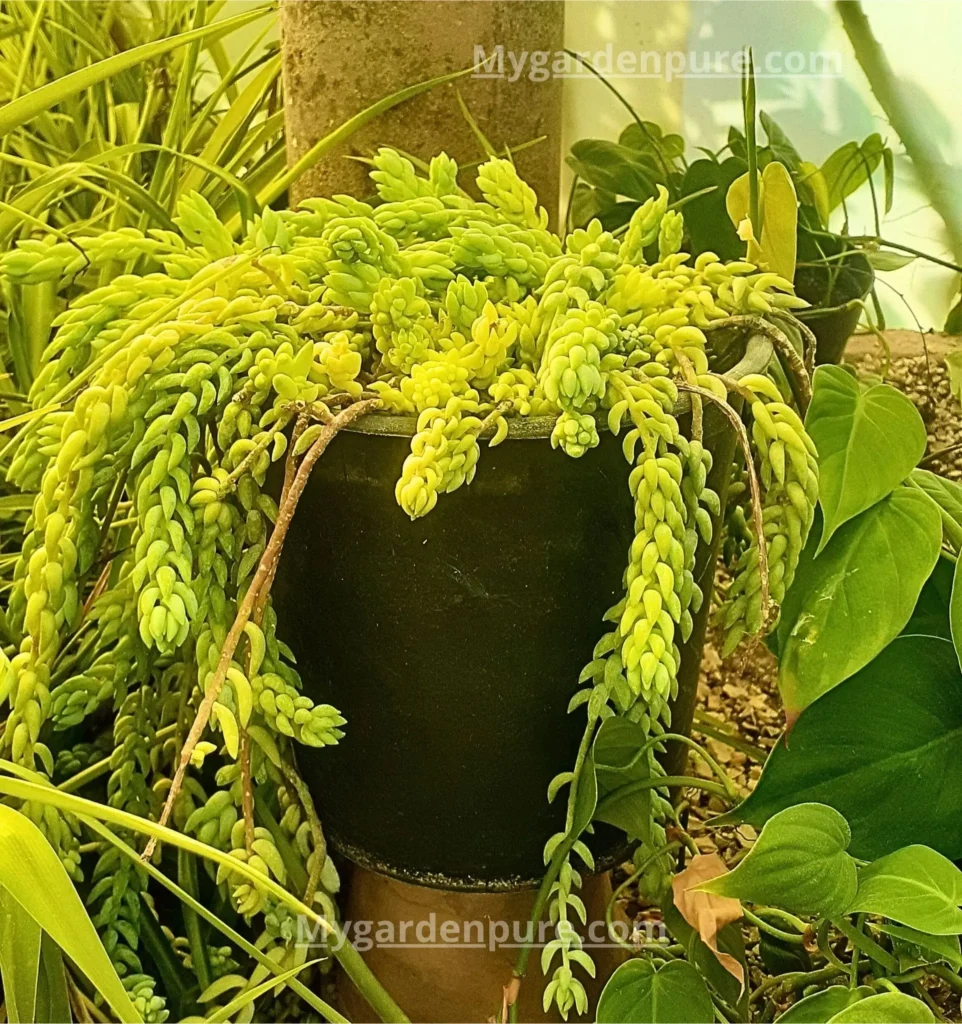 Sedum morganianum