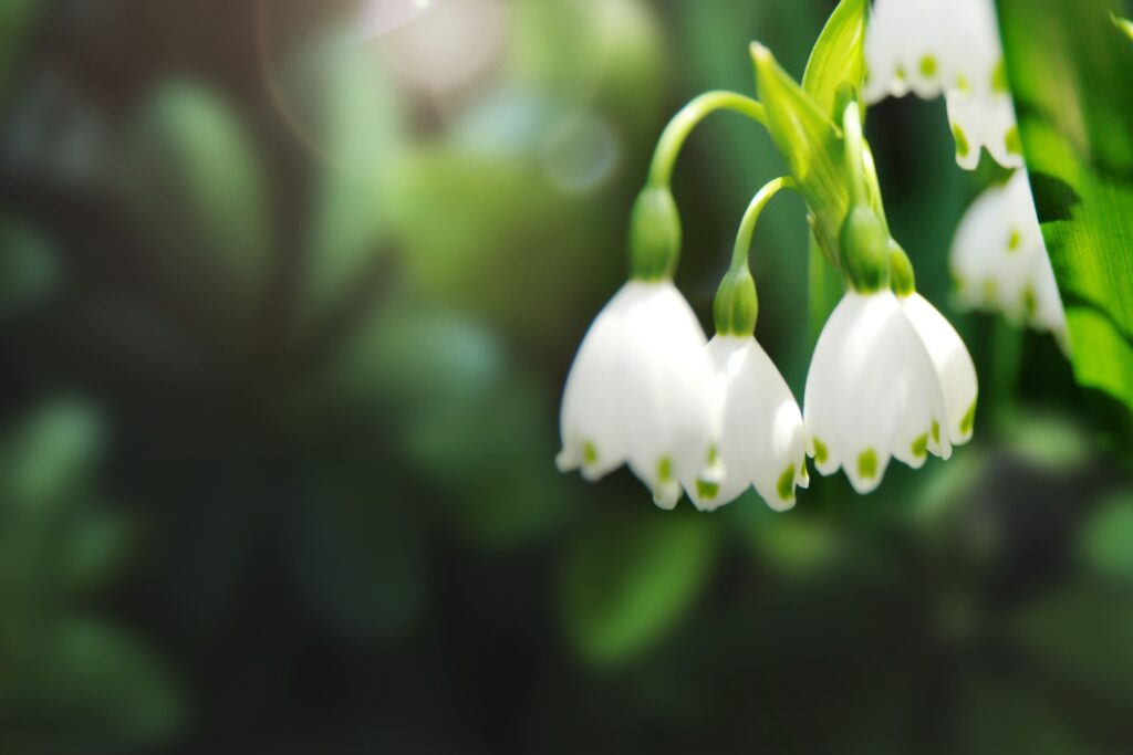 Snowdrops