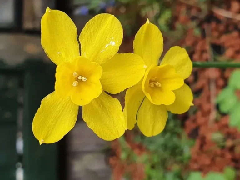 Winter Jasmine