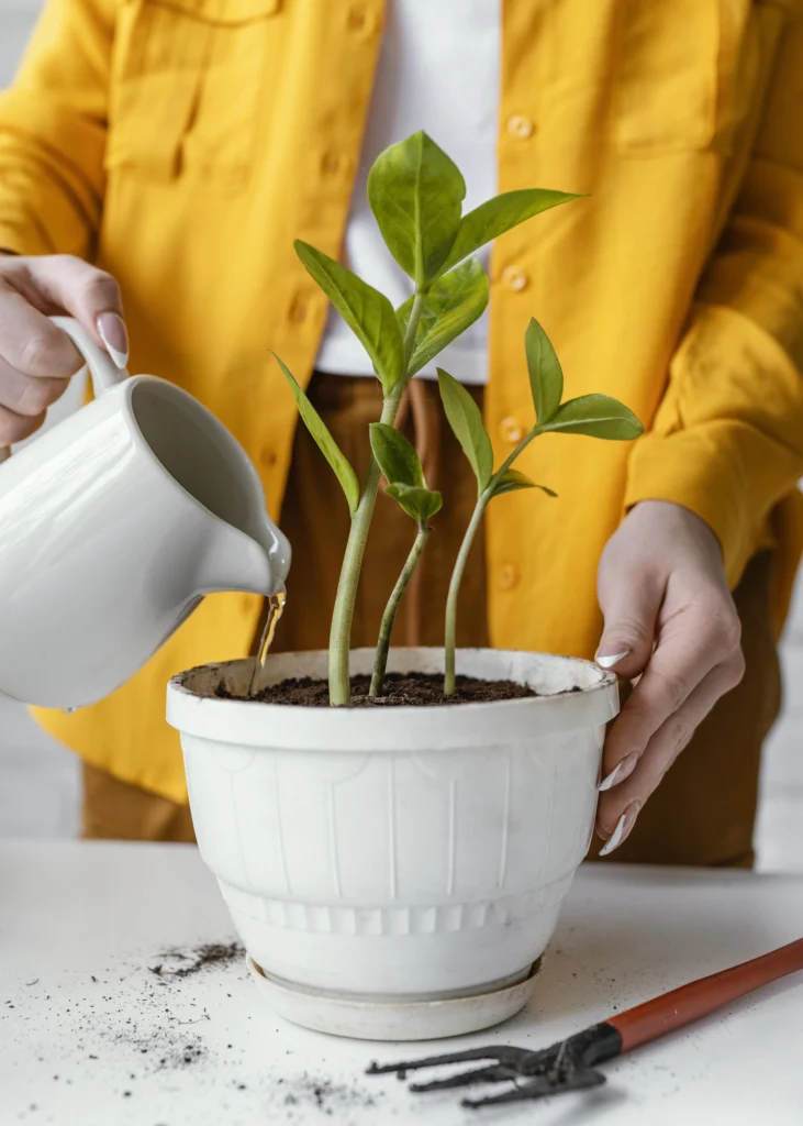 Growing a lemon tree from a seed